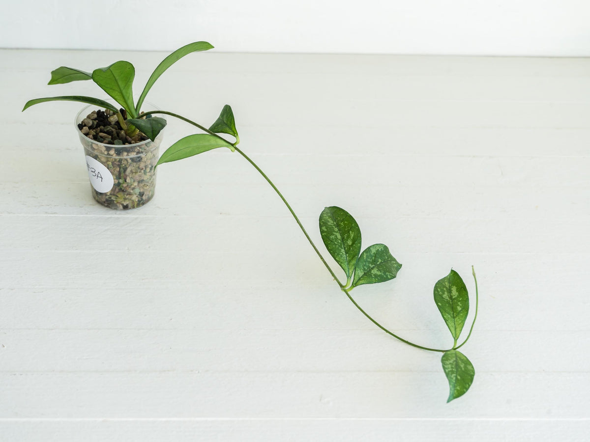 Hoya crassipetiolata (Splash) | 2-Inch