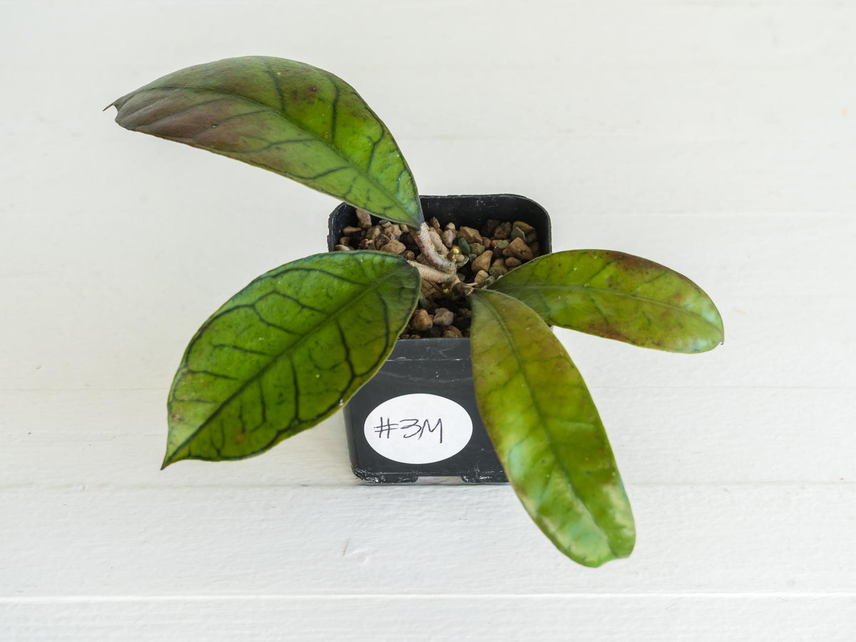 Hoya gunung gading | 2-Inch