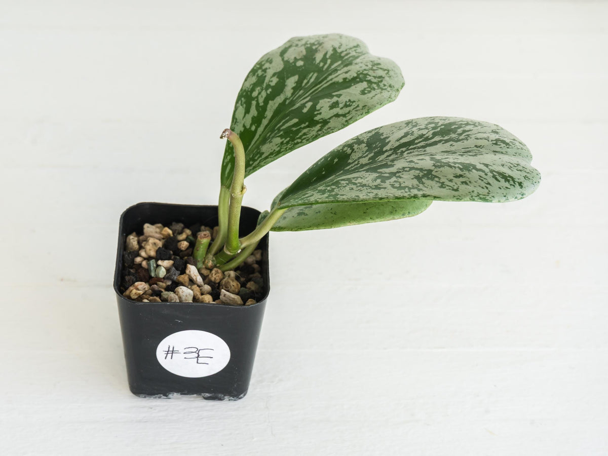 Hoya chiang dao (Silver) | 2-Inch