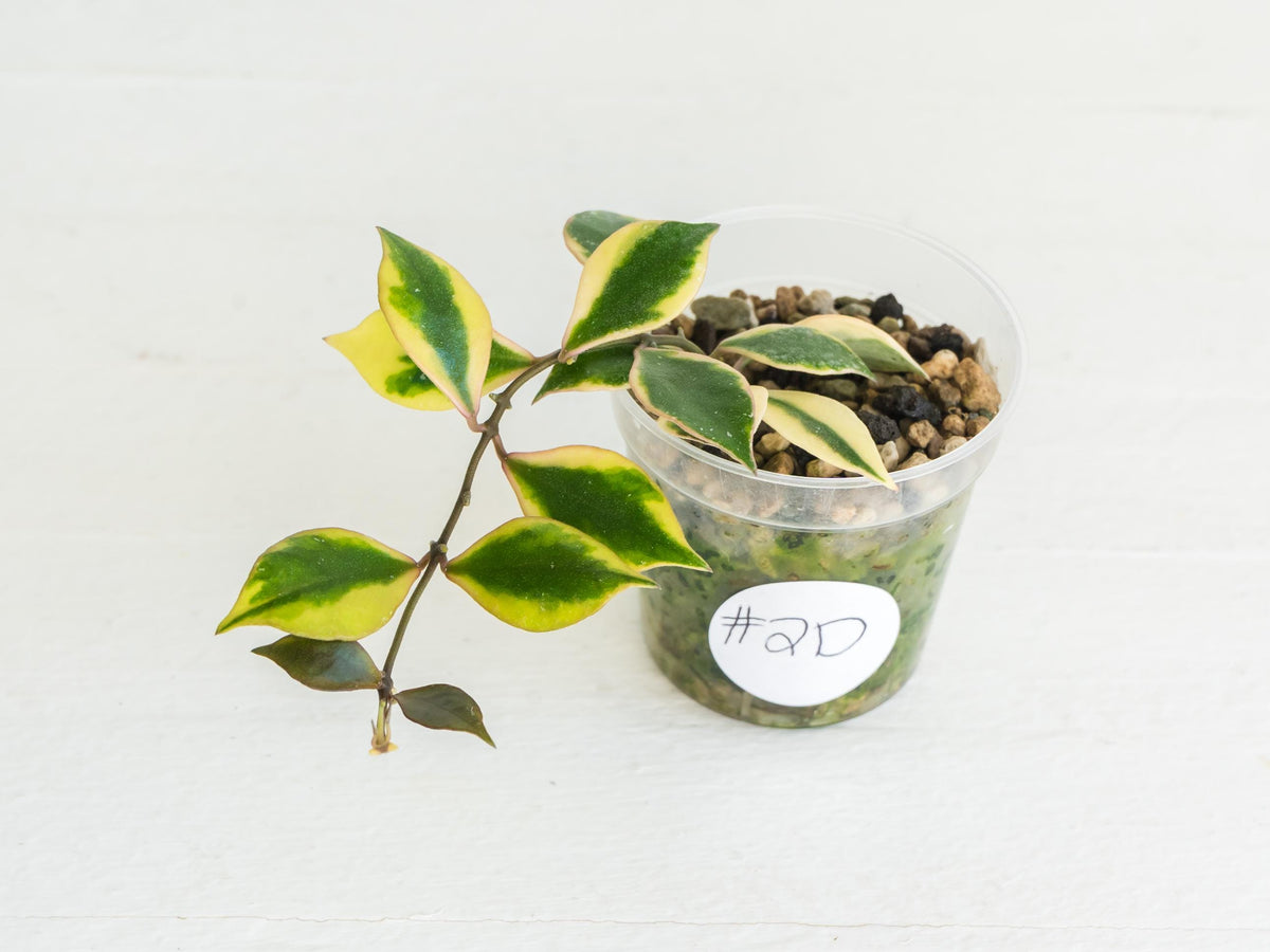 Hoya bakoensis (Outer Variegated - Albo) | 2-Inch