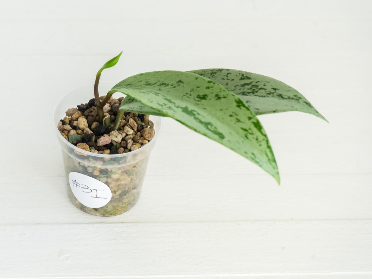Hoya pubicalyx 'Pink Silver Ghost' | 2-Inch