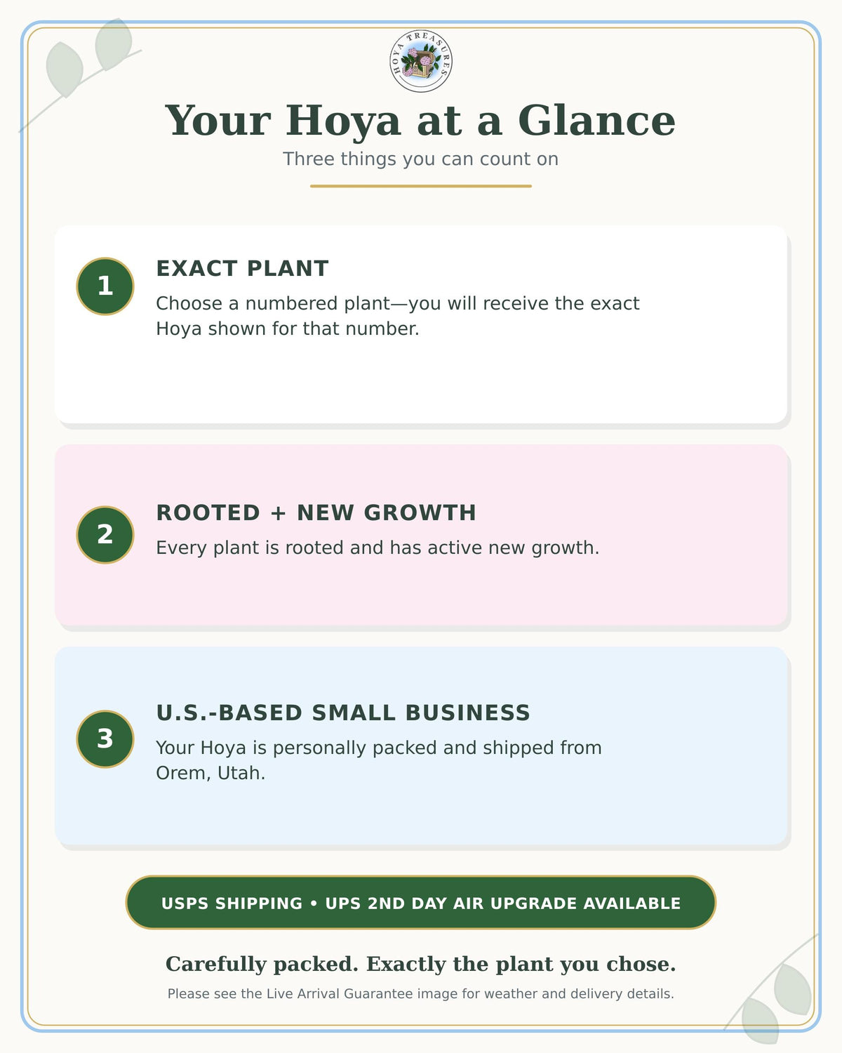 Hoya verticillata (Heart Leaf Silver) | 2-Inch