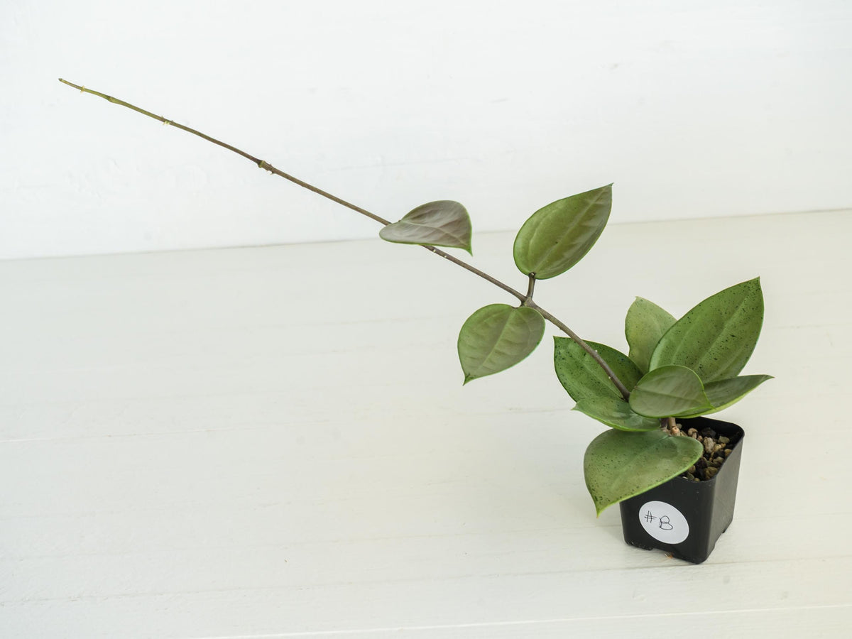 Hoya verticillata (Heart Leaf Silver) | 2-Inch