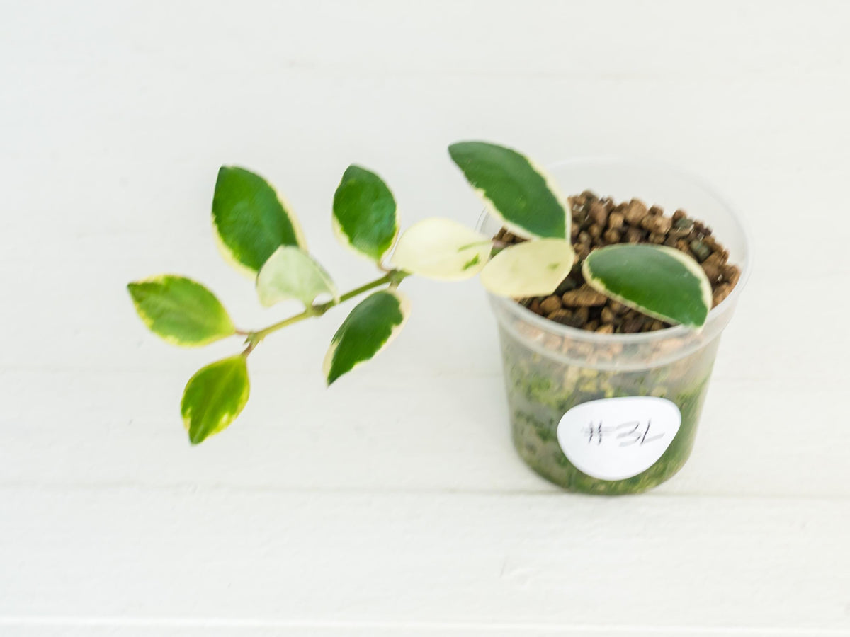 Hoya incurvula (Albomarginata / Outer Variegated) aka Hoya palta | 2-Inch