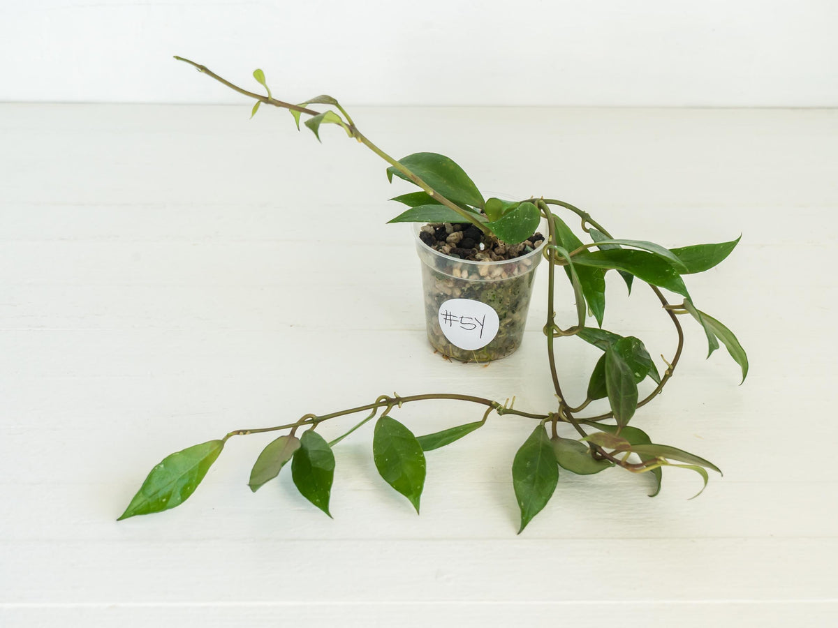 Hoya 'Rebecca' | 2-Inch