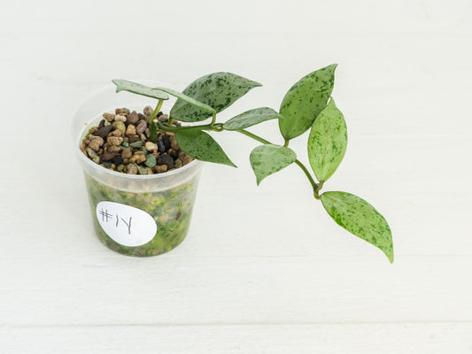 Hoya lacunosa 'Silver Lime' | 2-Inch