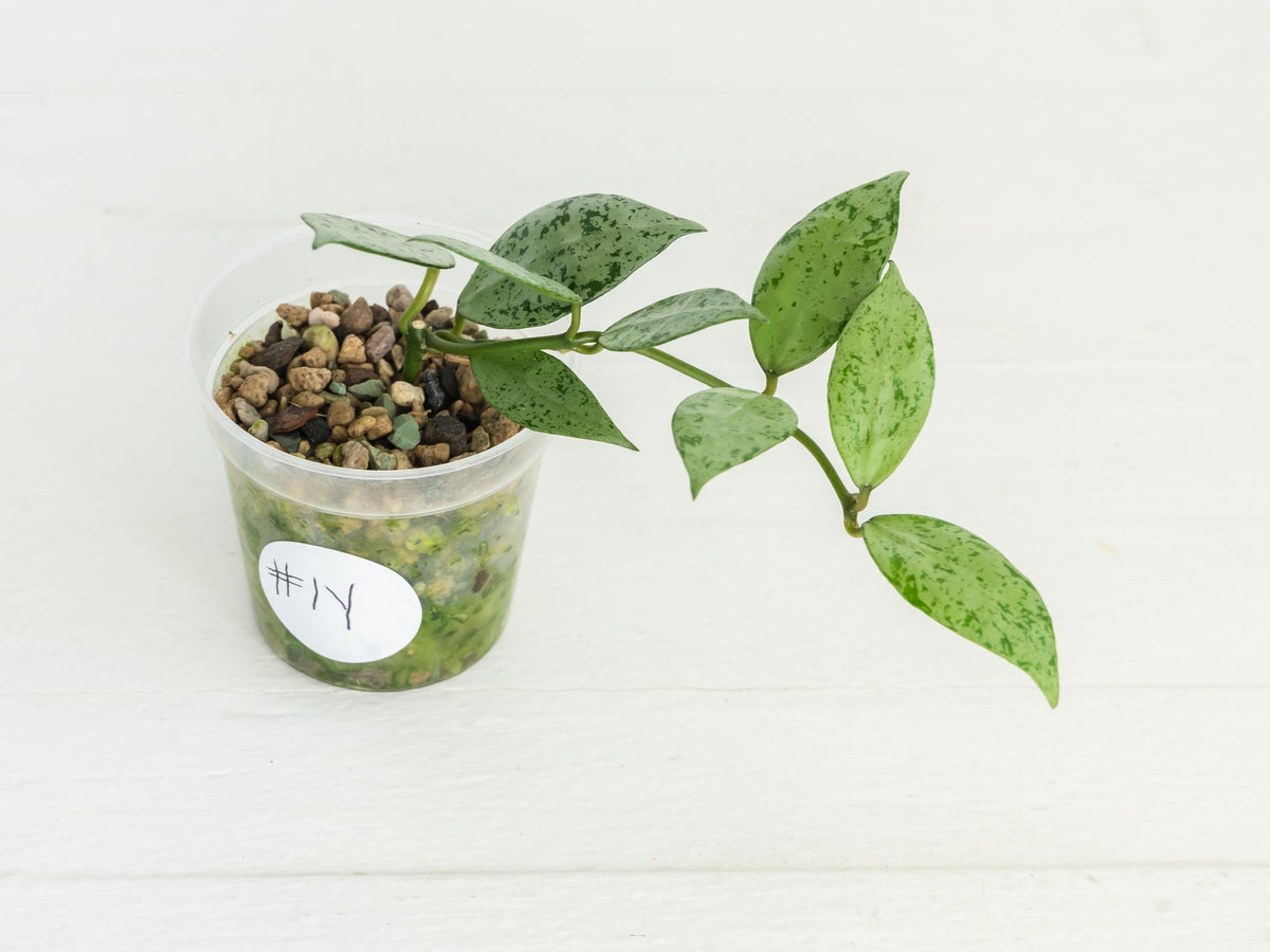 Hoya lacunosa 'Silver Lime' | 2-Inch
