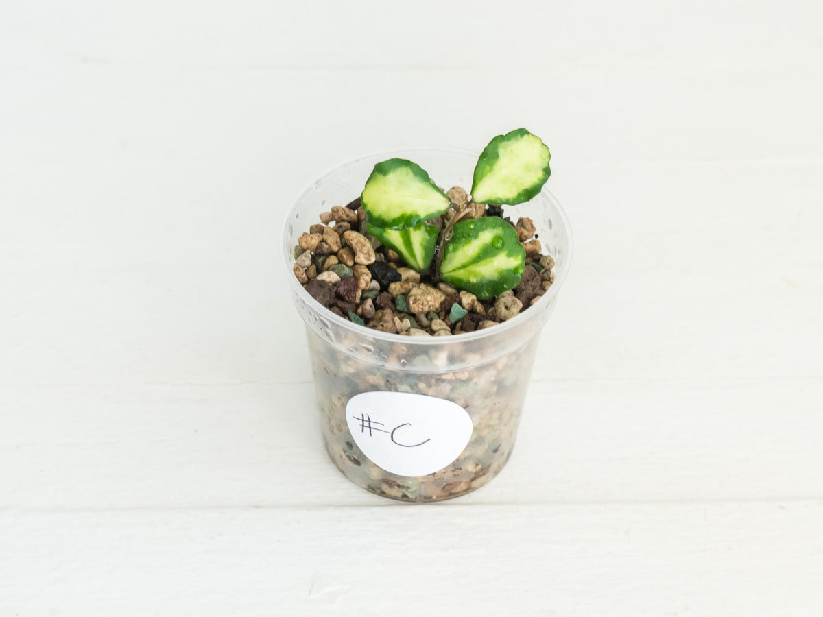 Hoya kanyakumariana (Inner Variegated) | 2-Inch