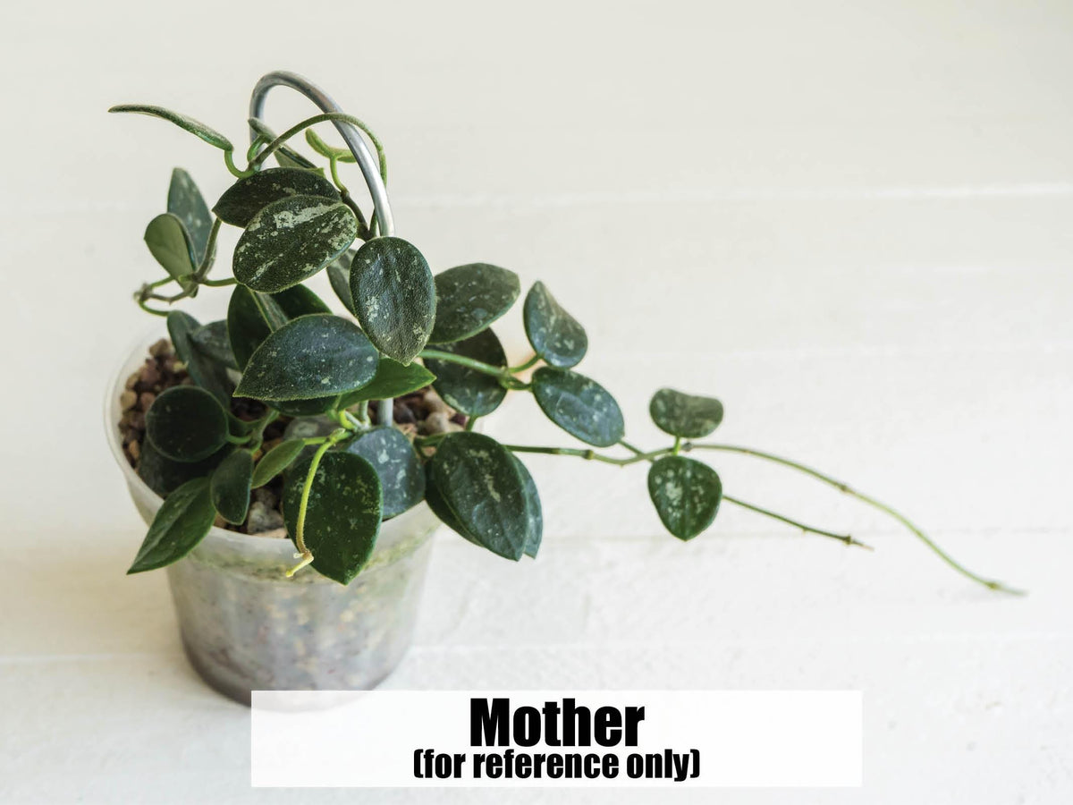 Hoya 'Lotus Bena' | 2-Inch