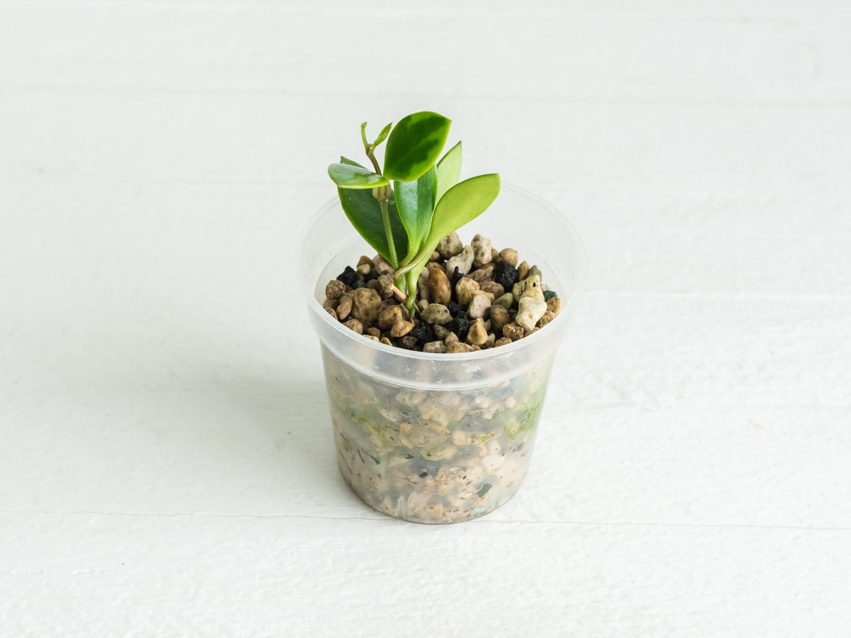 Hoya pubera (Outer Variegated) (JAD030) | 2-Inch Pot