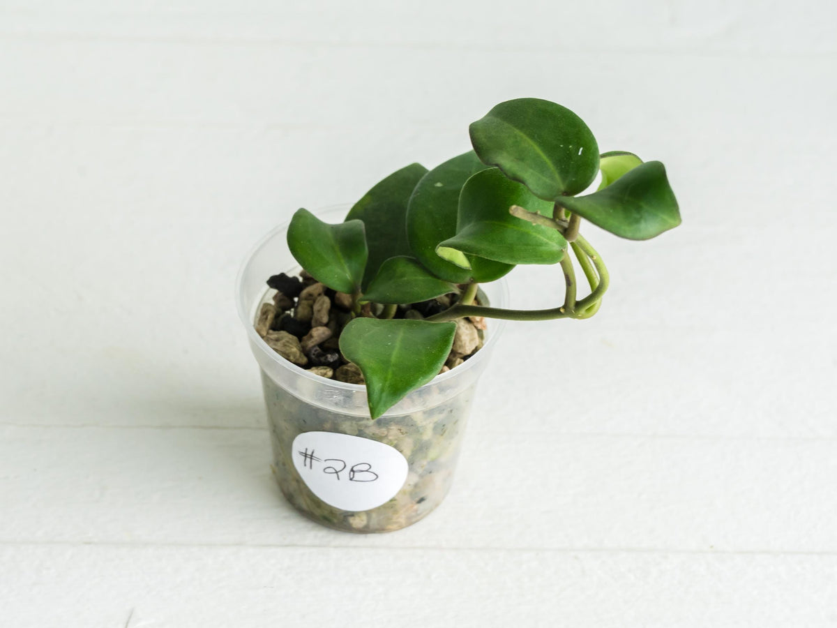 Hoya ‘Aramelon’ (UPT012) | 2-Inch