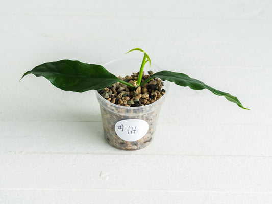 Hoya decipulae (Outer Variegated) | 2-Inch