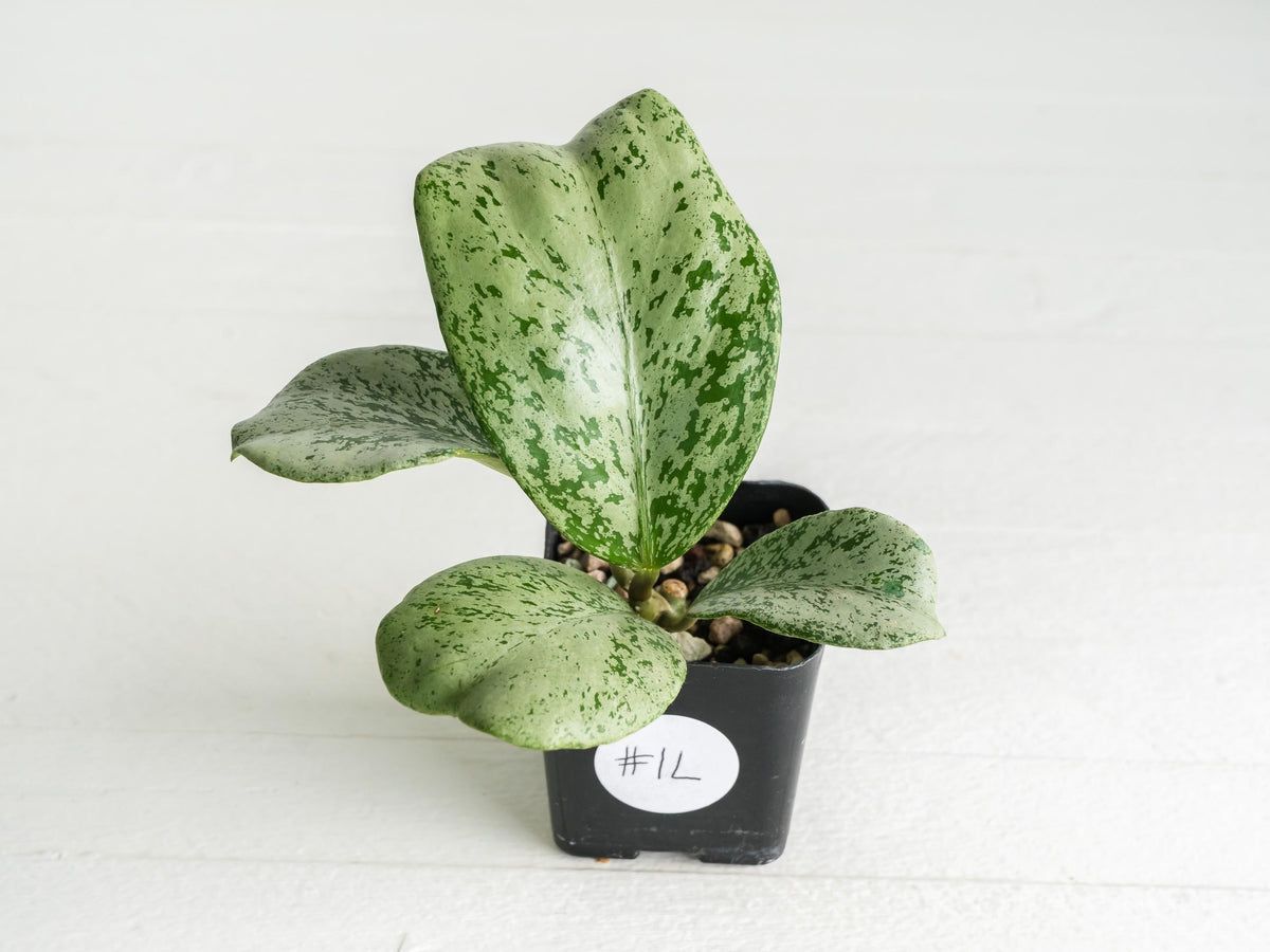Hoya chiang dao (Silver) | 2-Inch