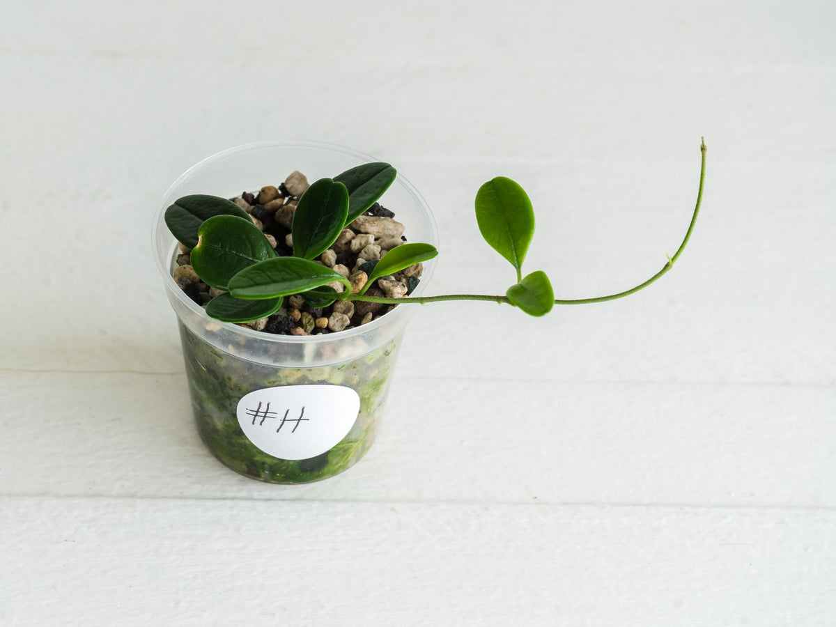 Hoya uniflora | 2-Inch
