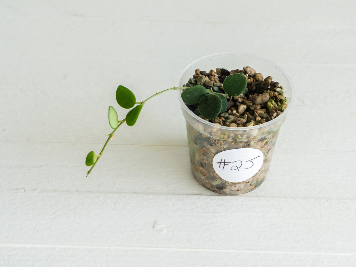 Hoya serpens | 2-Inch