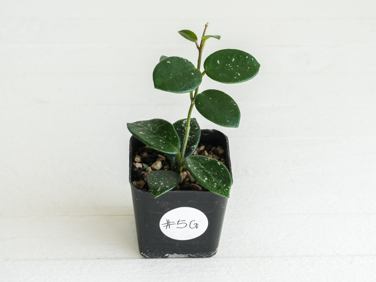 Hoya 'Mathilde' | 2-Inch