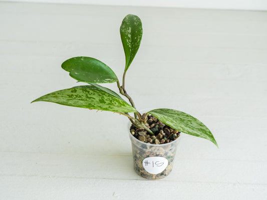 Hoya pubicalyx (Splash) | 2-Inch