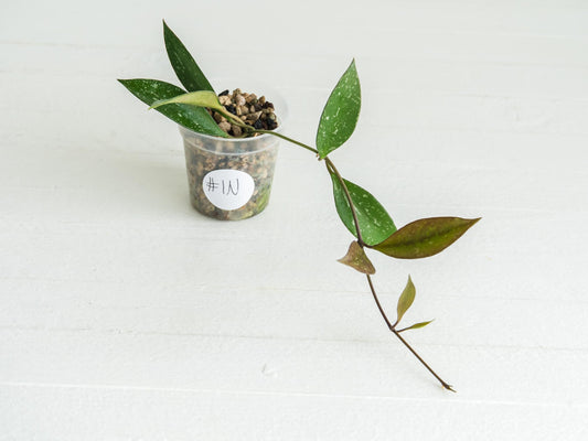 Hoya ‘Rosita’ (Splash) | 2-Inch