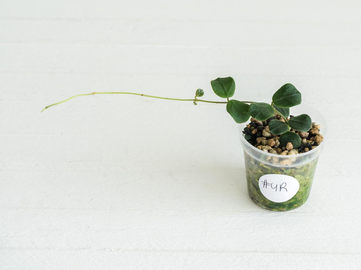 Hoya obcordata (aka nummularia) | 2-Inch