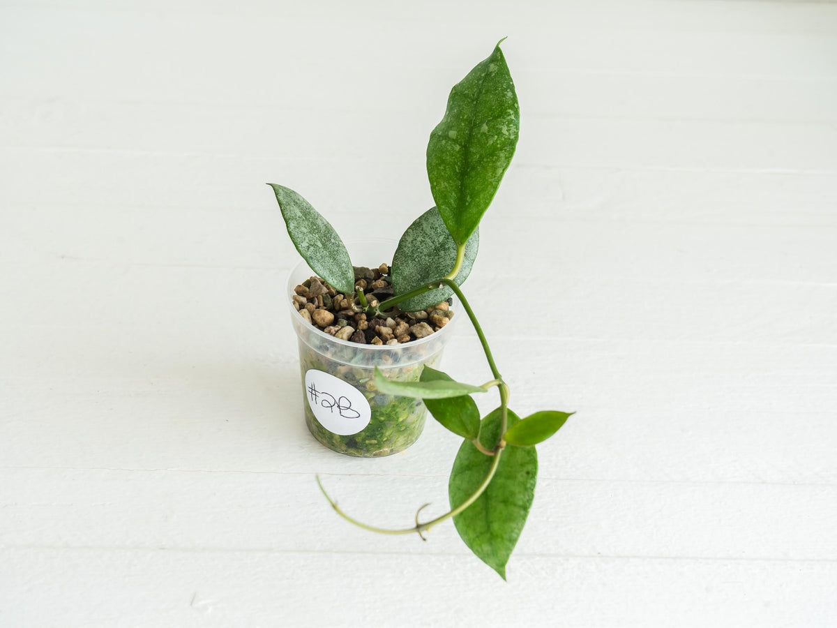 Hoya Kinabalu (Silver) | 2-Inch