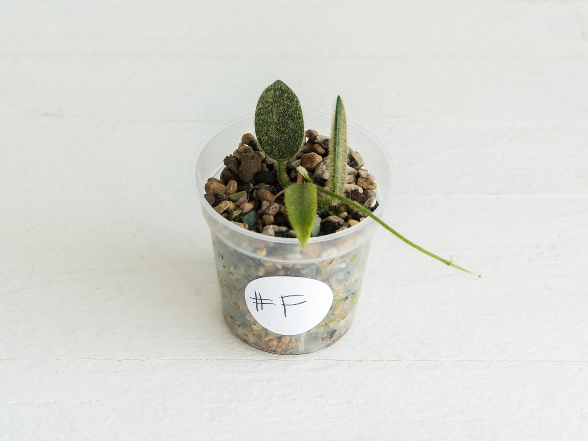 Hoya thomsonii (Pink Flower) | 2-Inch