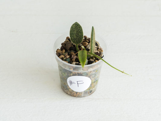 Hoya thomsonii (Pink Flower) | 2-Inch
