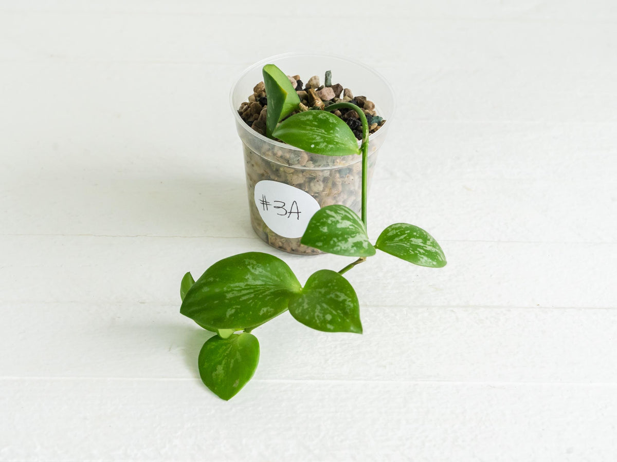 Hoya collina (IR-26) | 2-Inch