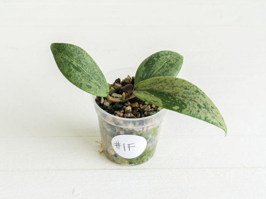 Hoya 'Strawberry Matcha' (UPT008) | 2-Inch