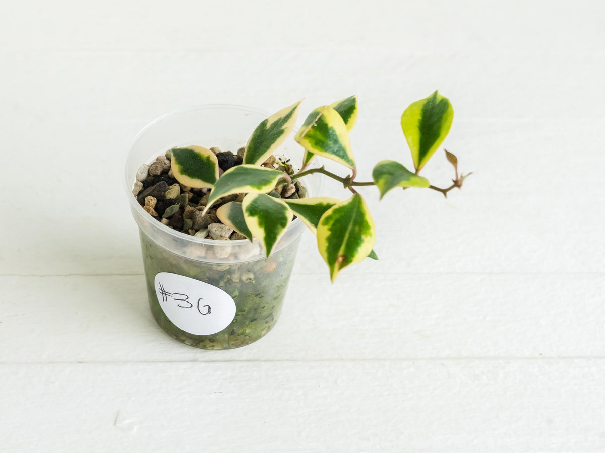 Hoya bakoensis (Outer Variegated - Albo) | 2-Inch