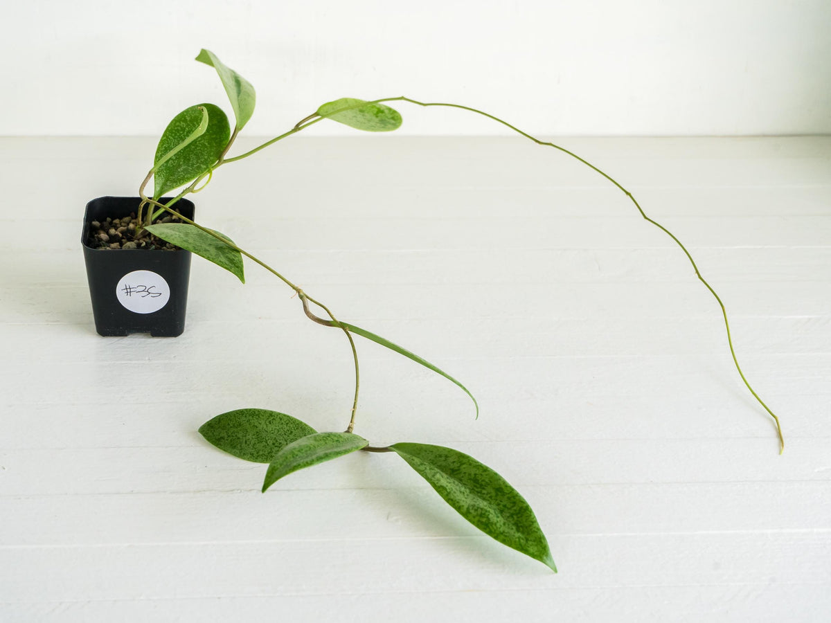 Hoya 'Jita Silver' WRX02-Silver-01 | 2-Inch