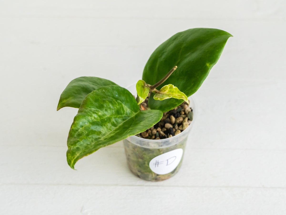 Hoya 'Candy' | 2-Inch