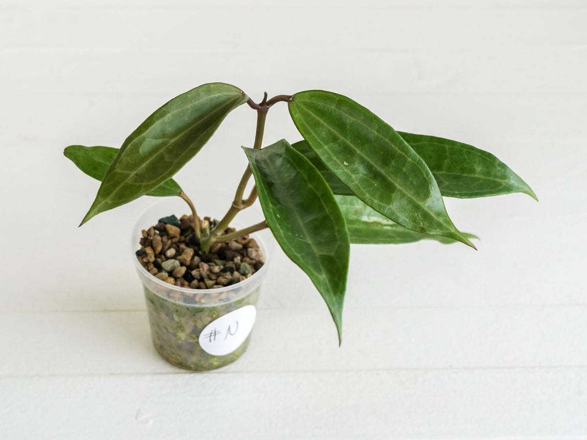 Hoya jasper blink | 2-Inch