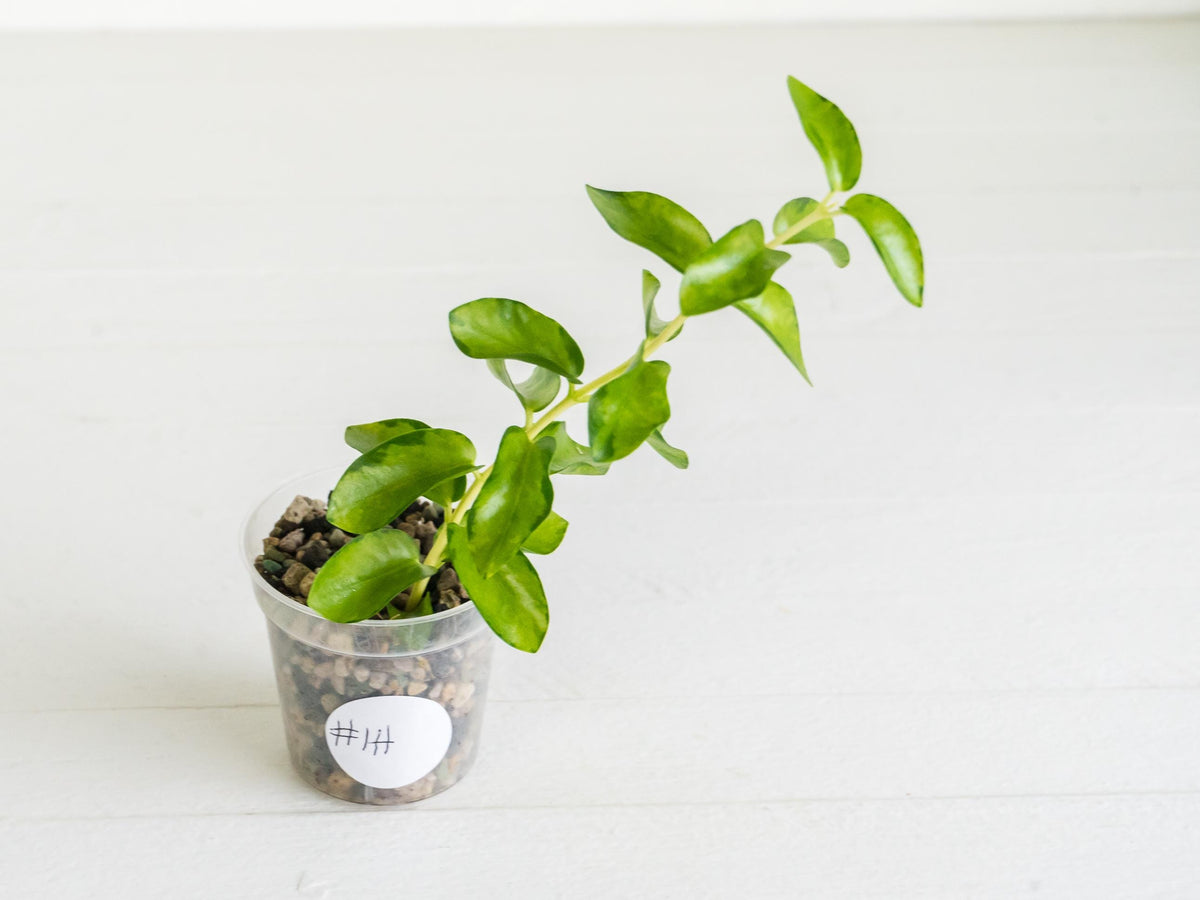 Hoya cumingiana (Inner Variegated) | 2-Inch