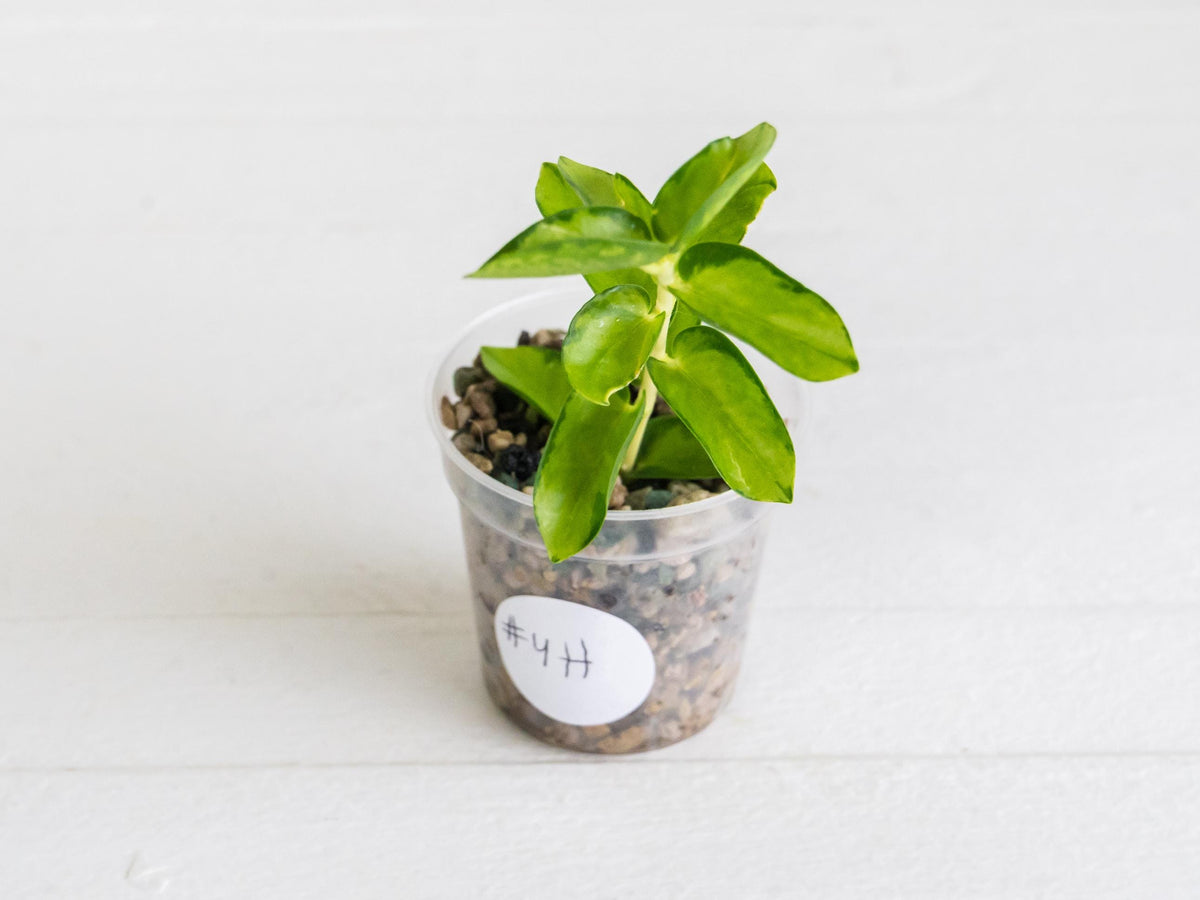 Hoya cumingiana (Inner Variegated) | 2-Inch