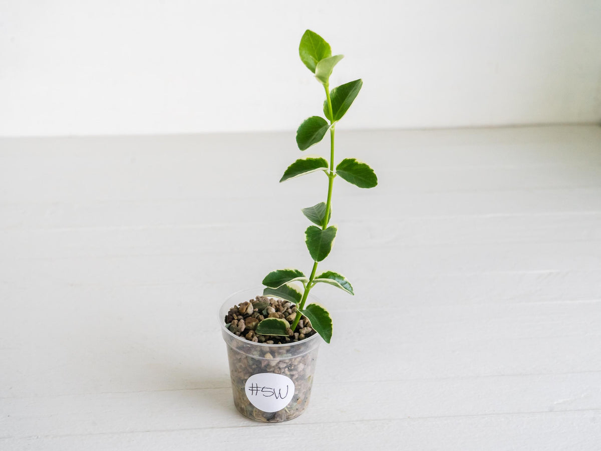 Hoya cumingiana (Albo | Outer Variegated) | 2-Inch