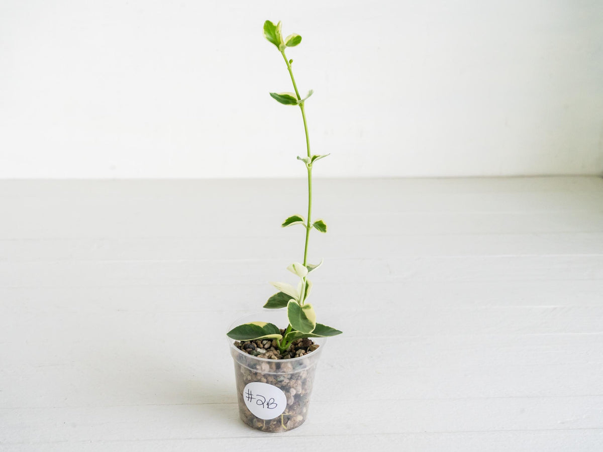 Hoya cumingiana (Albo | Outer Variegated) | 2-Inch