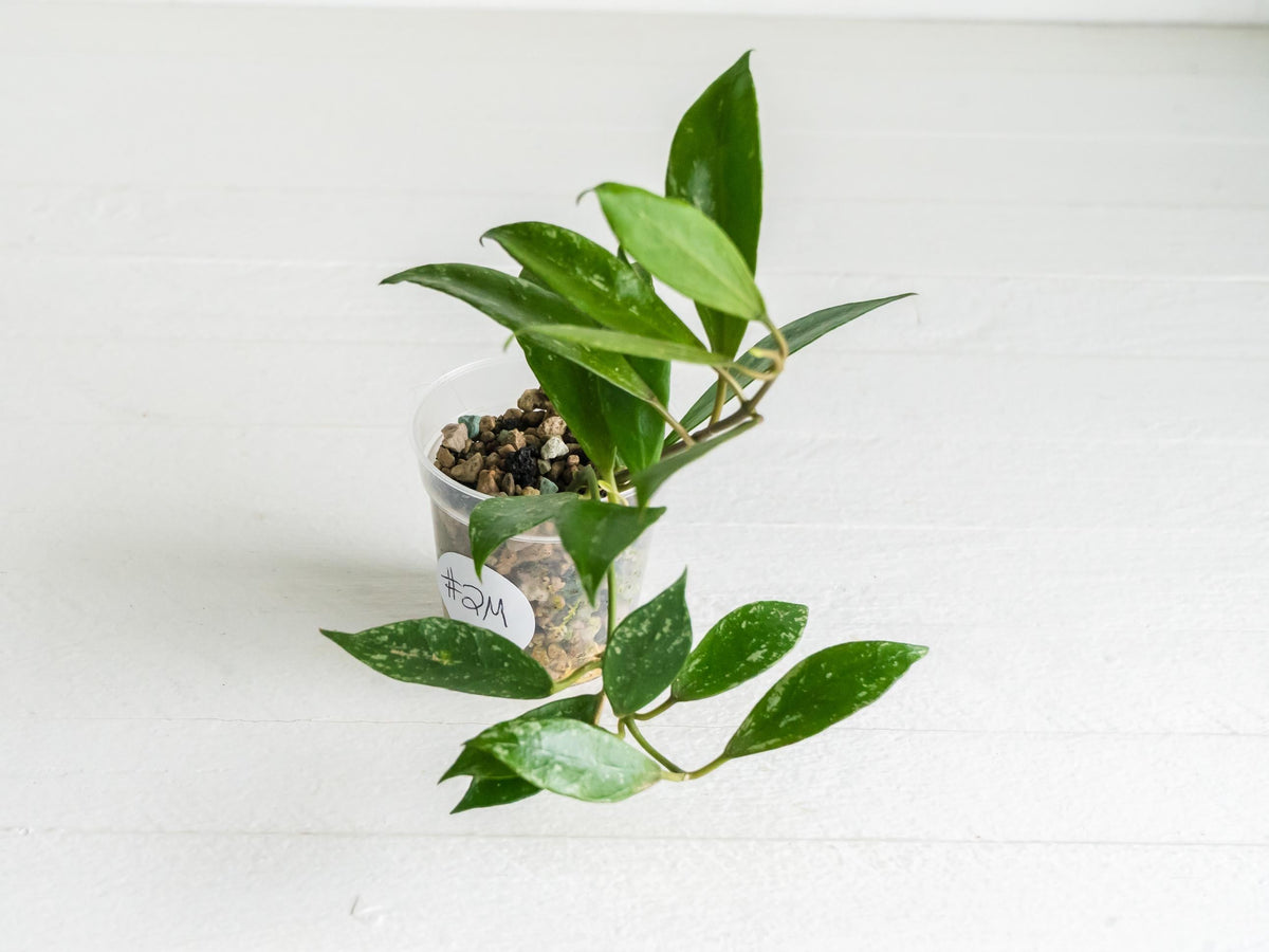Hoya 'Rebecca' (Splash) | 2-Inch