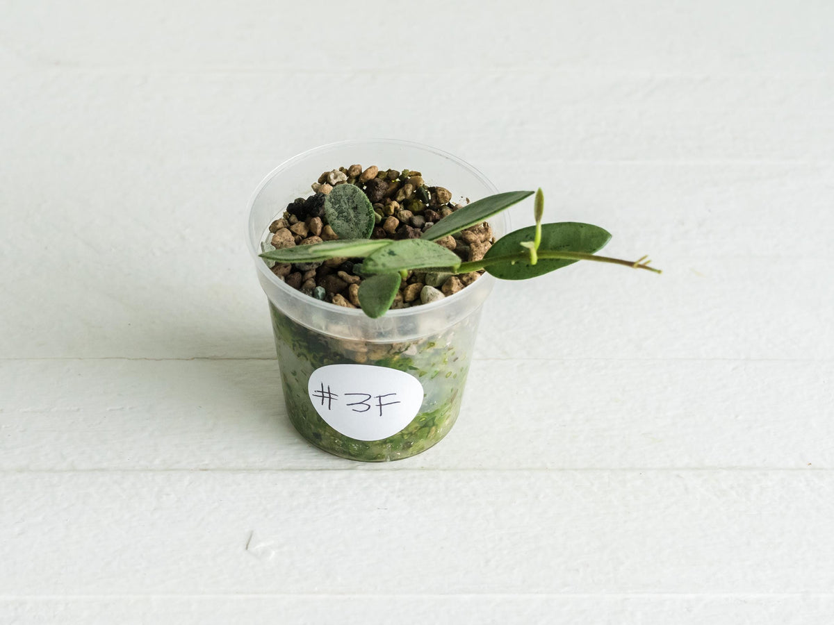 Hoya lima (Silver) | 2-Inch