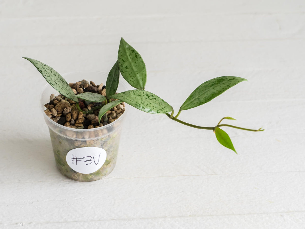 Hoya lacunosa 'Silver Lime' | 2-Inch