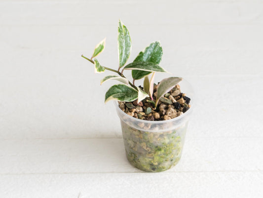 Hoya lacunosa 'Princess Lumina' | 2-Inch