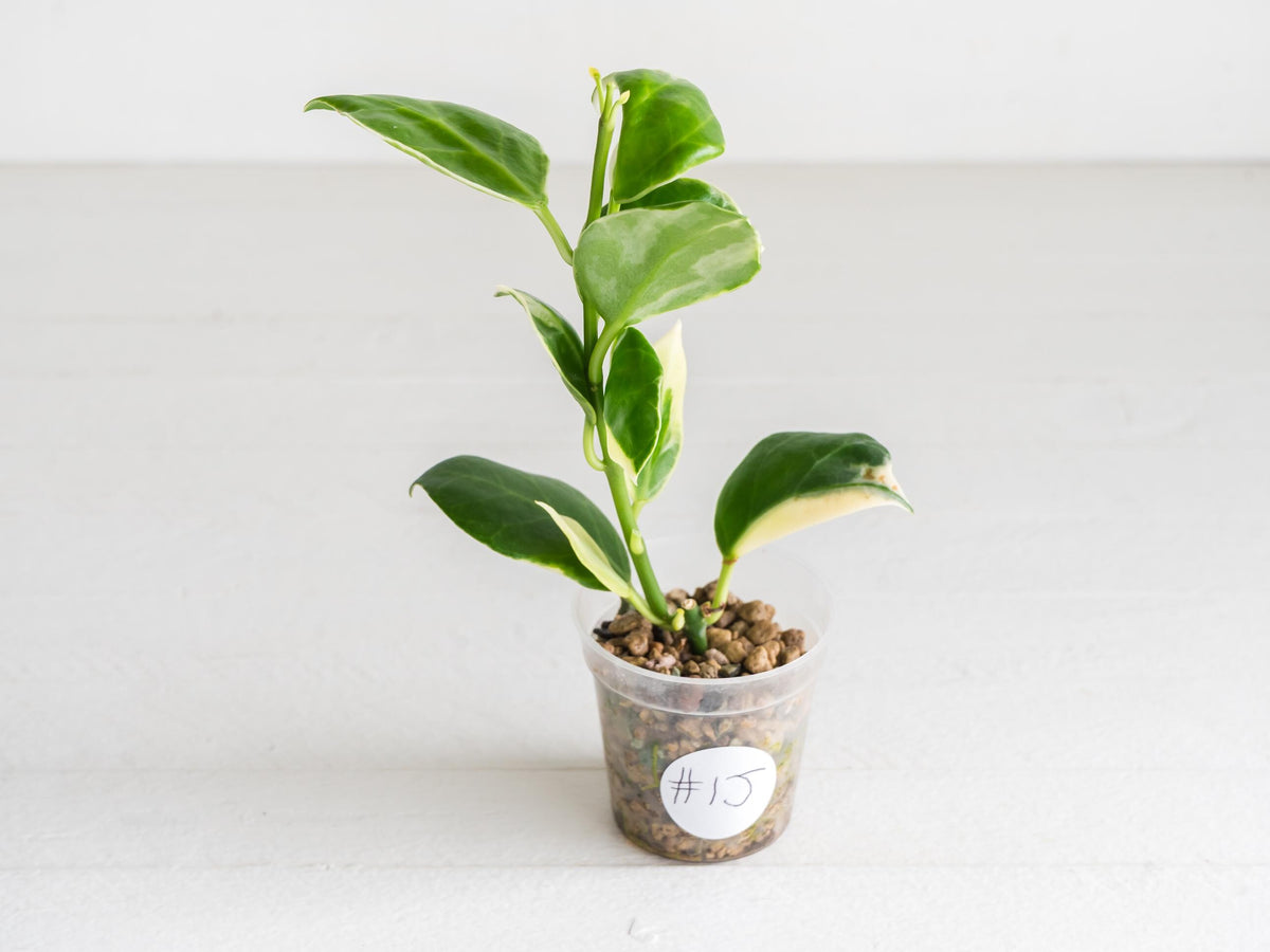 Hoya obscura (Albo | Outer Variegated) | 2-Inch