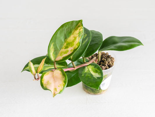 Hoya carnosa 'Madara Green Edge' | 2-Inch