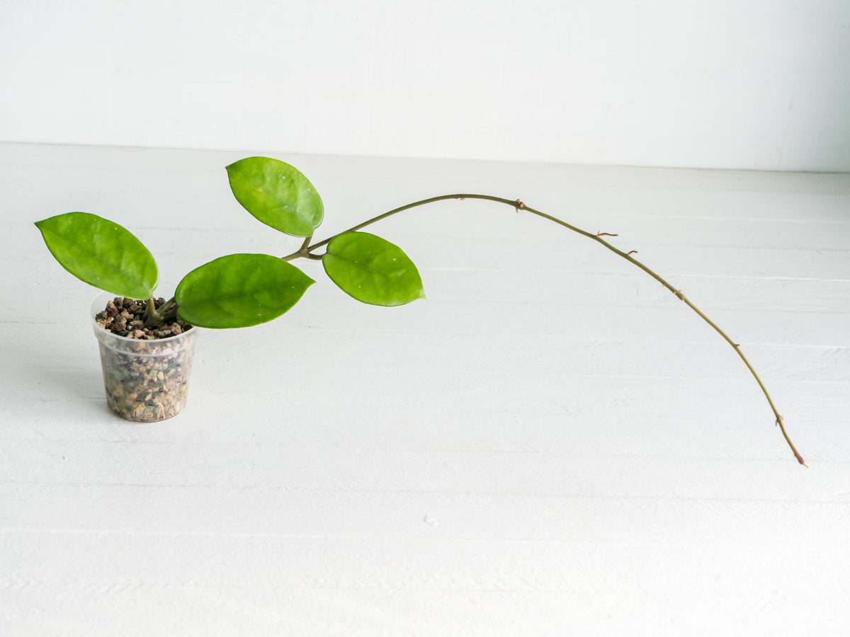 Reverted Hoya carnosa 'Madara Green Edge' | 2-Inch