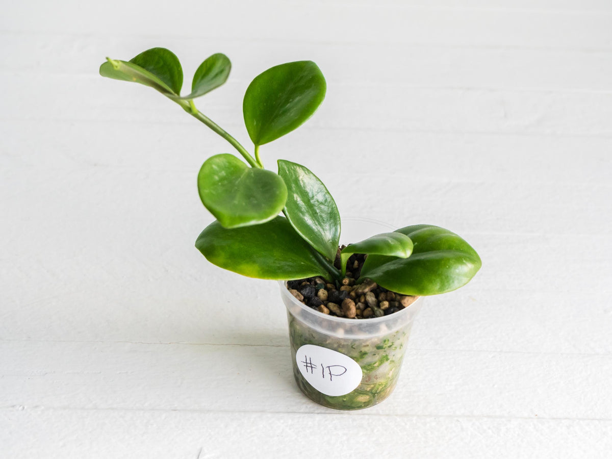 Hoya ‘Clamshell’ | 2-Inch