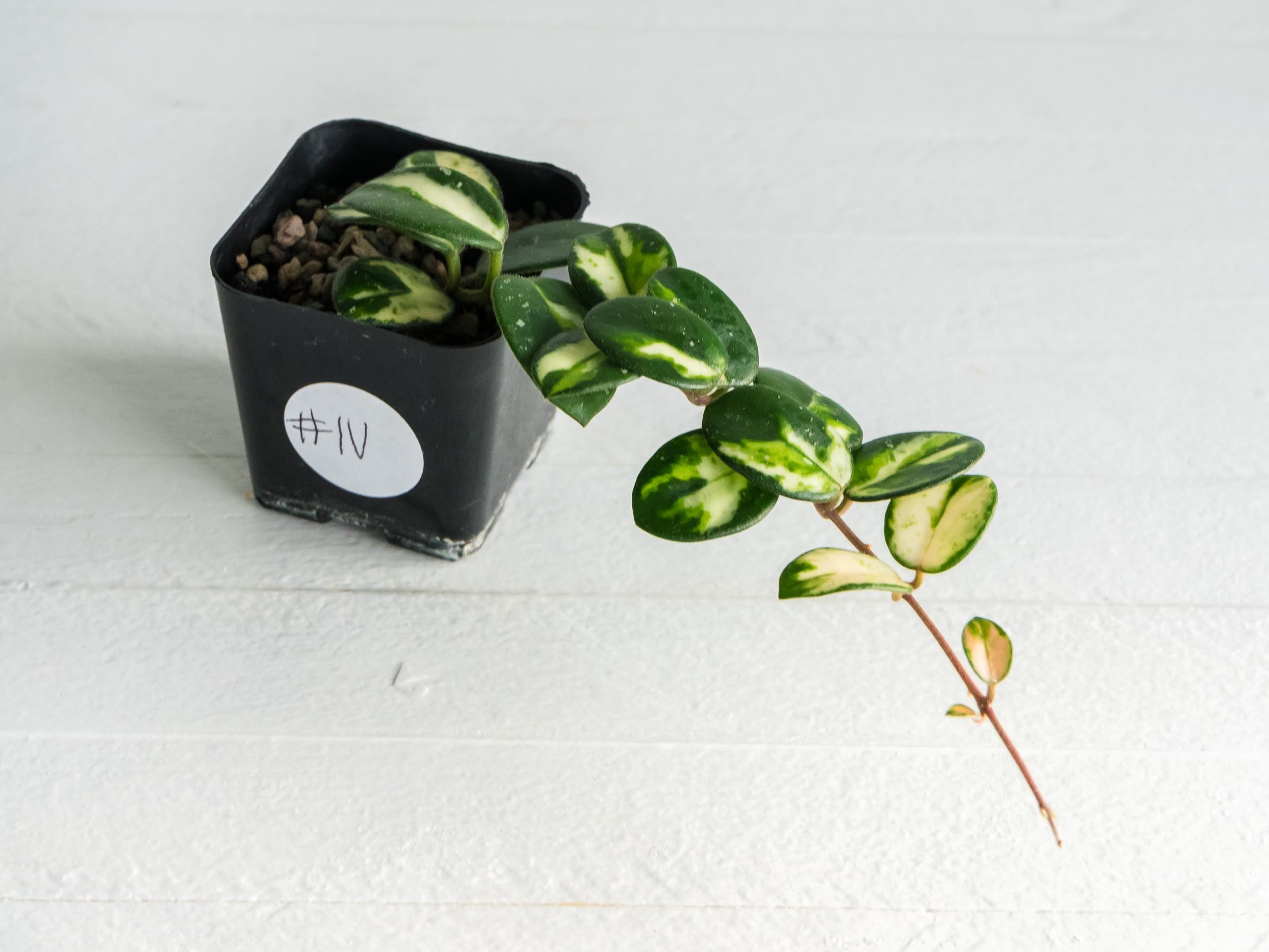 Hoya 'Mathilde' (Inner Variegated) Rooted Plant for Sale – Hoya
