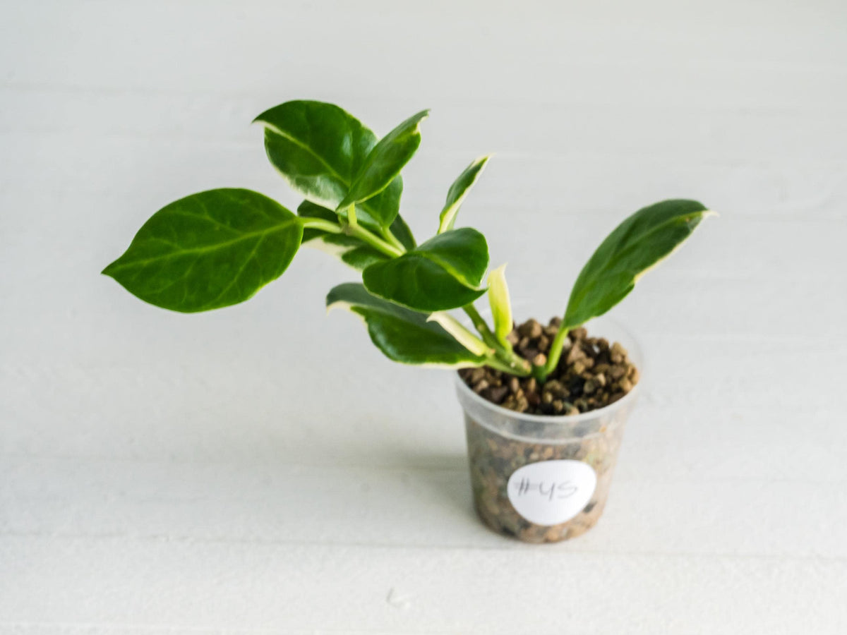 Hoya obscura (Albo | Outer Variegated) | 2-Inch