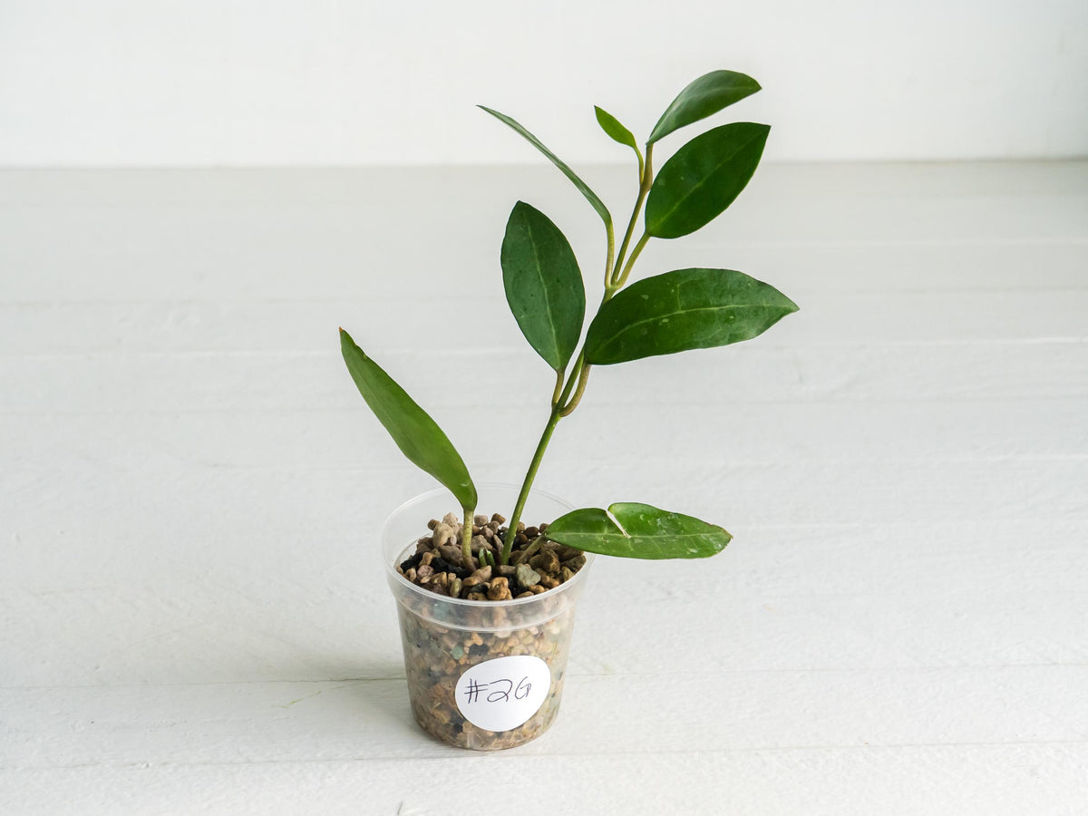 Hoya Elliptica | 2-Inch