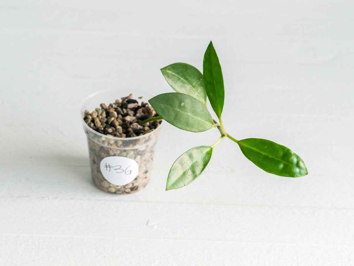 Hoya Elliptica | 2-Inch