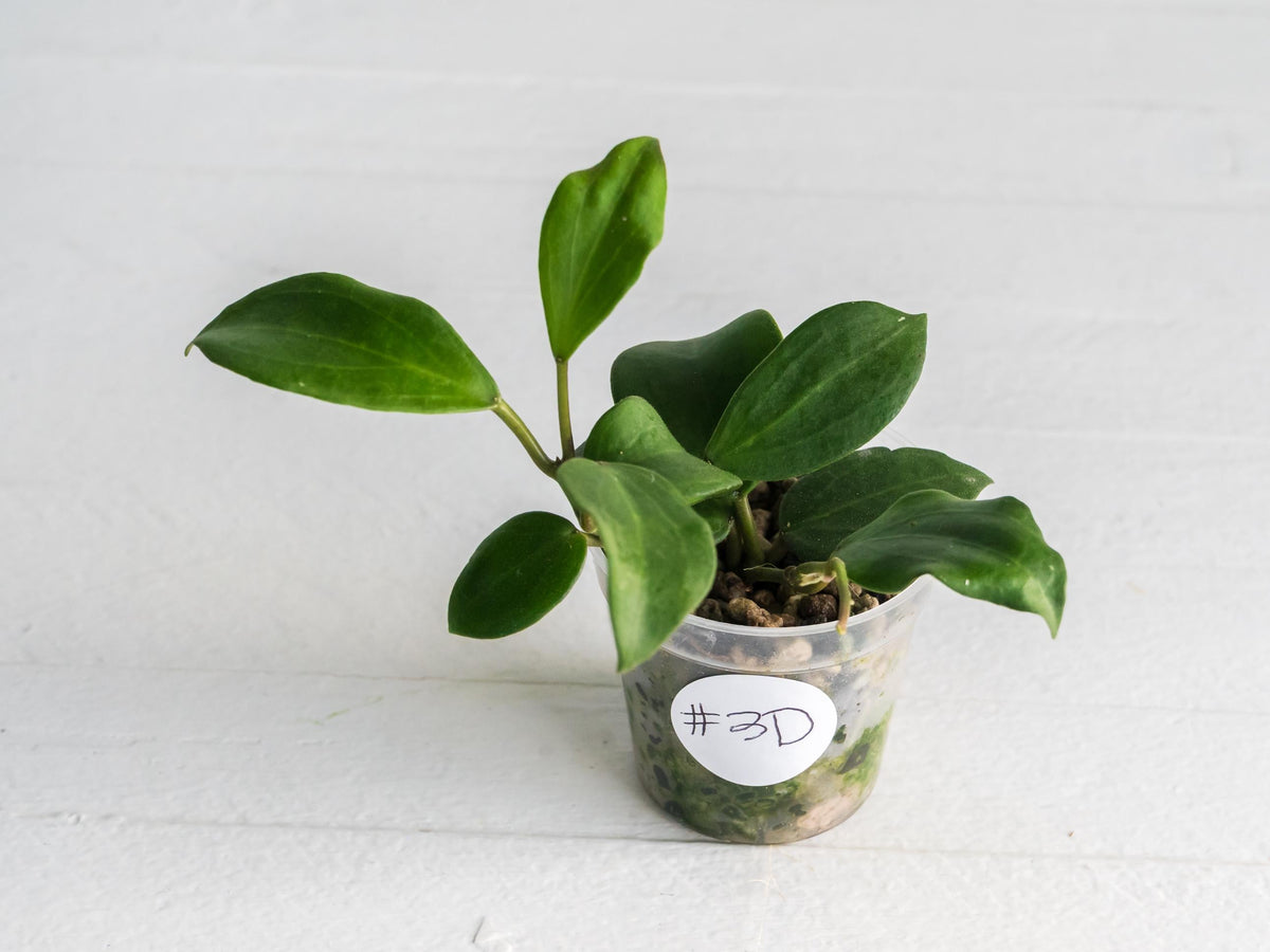 Hoya ‘Aramelon’ (UPT012) | 2-Inch