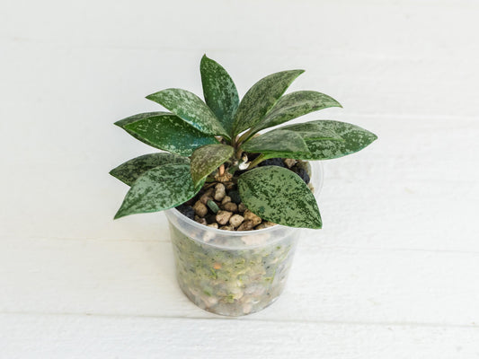 Hoya Cianjur Silver | 2-Inch